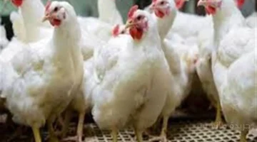 بورصة الدواجن اليوم أسعار الفراخ البيضاء تسجل استقرارًا غير مسبوق يكشف تفاصيل جديدة 1